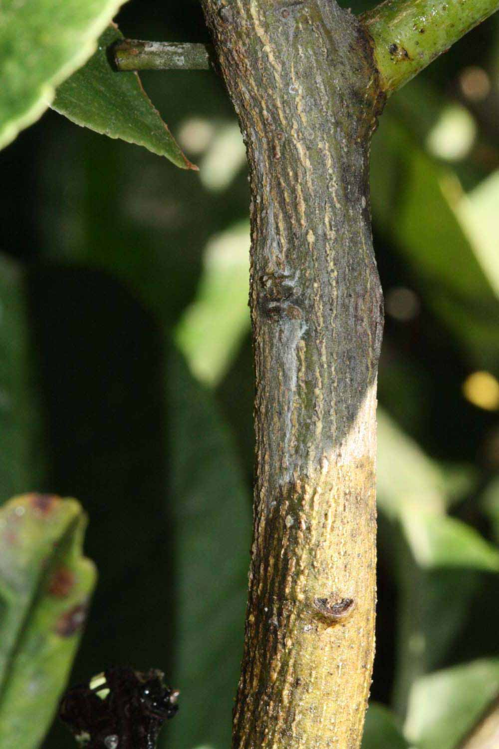   Second - third year twig (Riverside, CA)       